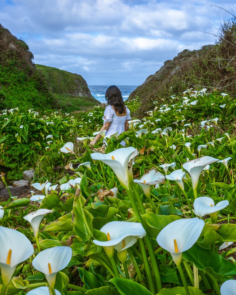 칼라 릴리 계곡 (Calla Lily Valley)